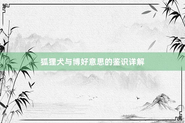 狐狸犬与博好意思的鉴识详解